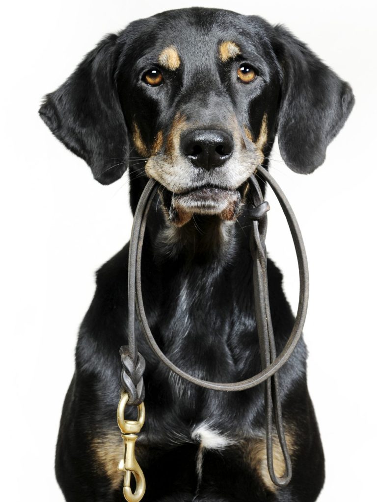 So kann ihr Hund mitmachen